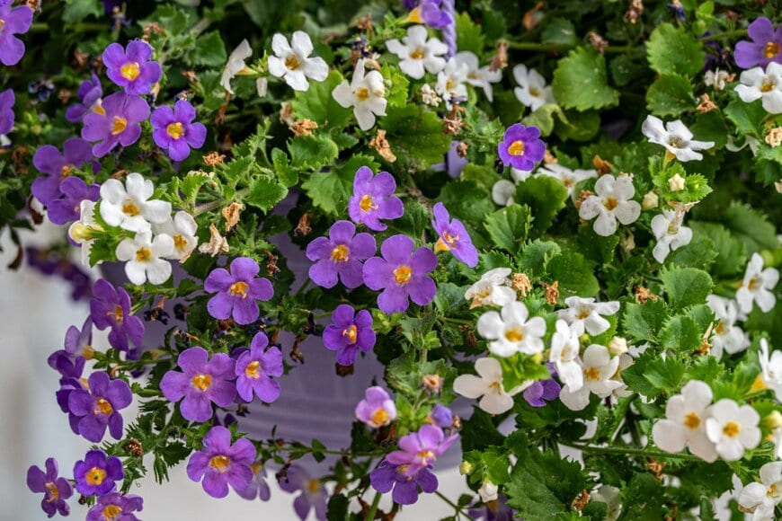 紫と白のバコパの花