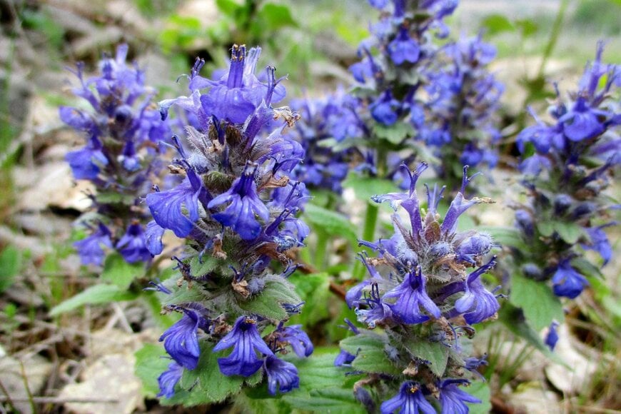 紫の花を咲かせているアジュガ