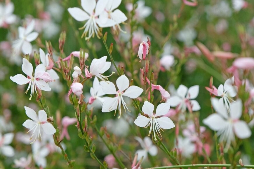 白い花を咲かせている、ガウラ