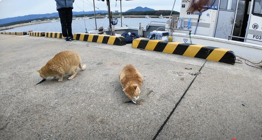 安心して魚を食べる猫