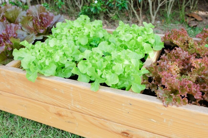プランターで育つリーフレタス