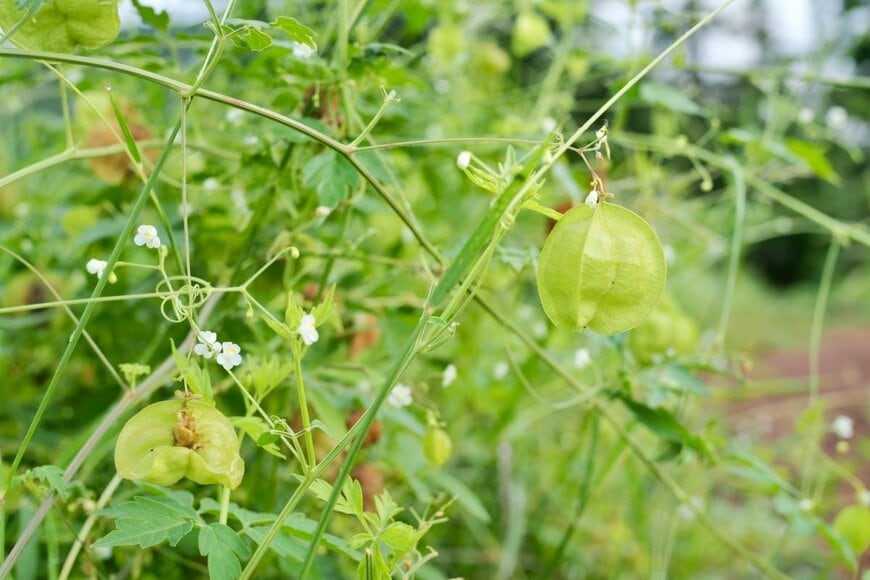 緑色の実を付けている、フウセンカズラ
