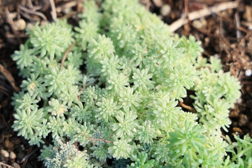 白みがかった緑色の小さな葉をつけている、セダム