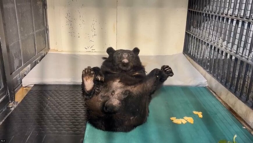神戸市立王子動物園