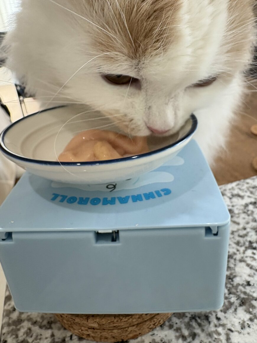 チュールをたべている猫ちゃん