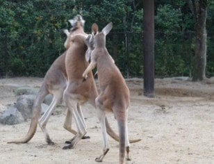 愛媛県立とべ動物園