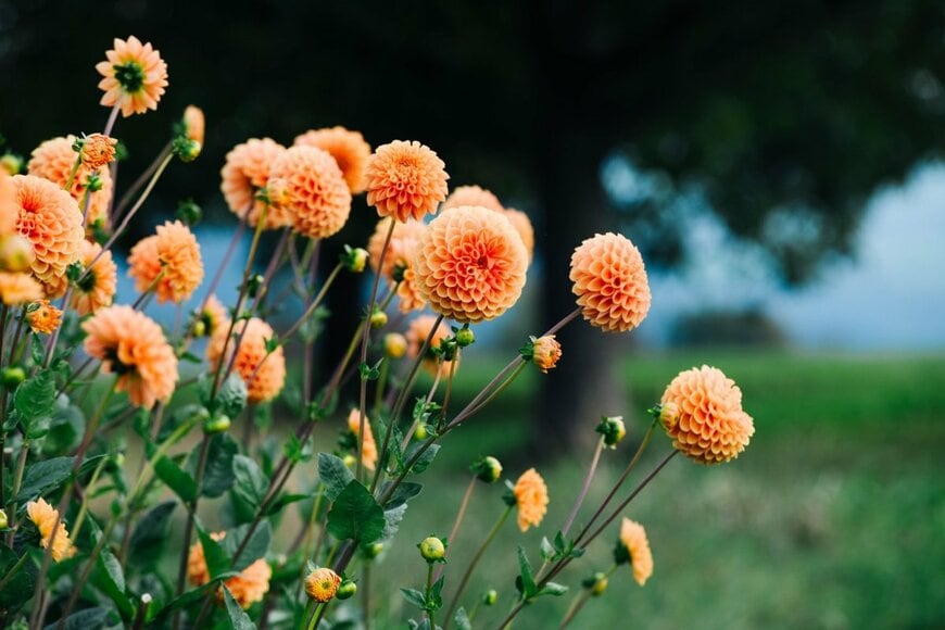 淡いオレンジ色の花を咲かせているダリア