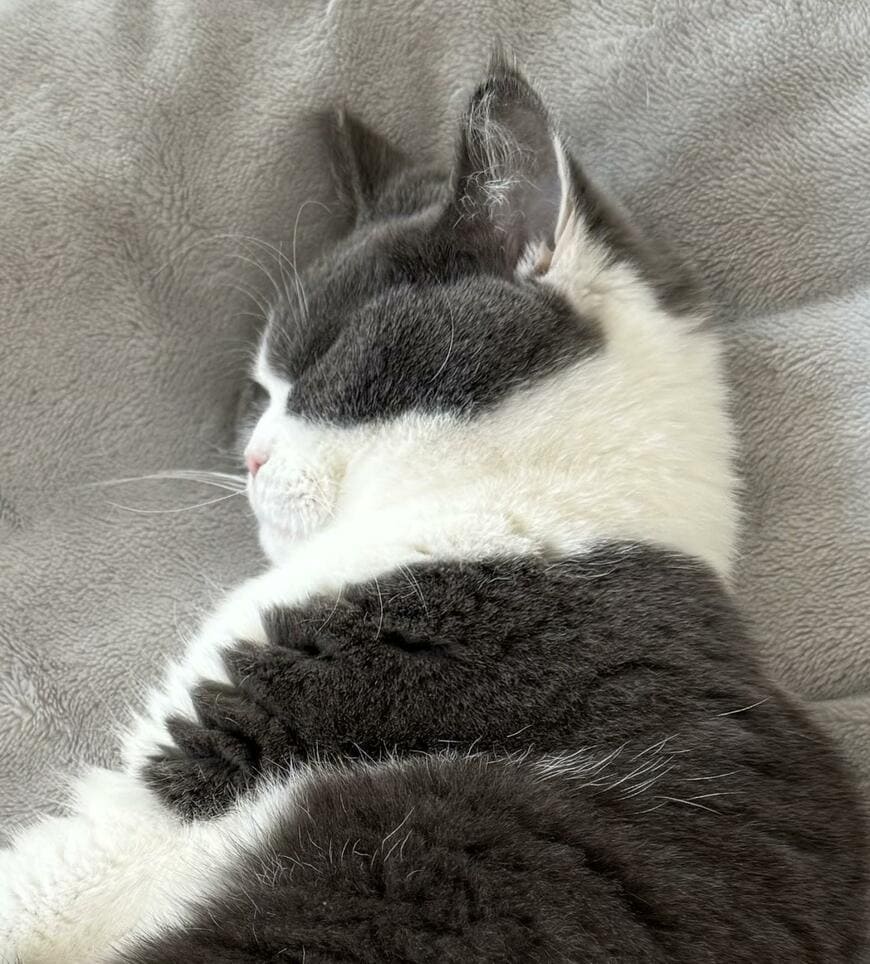 眠る猫