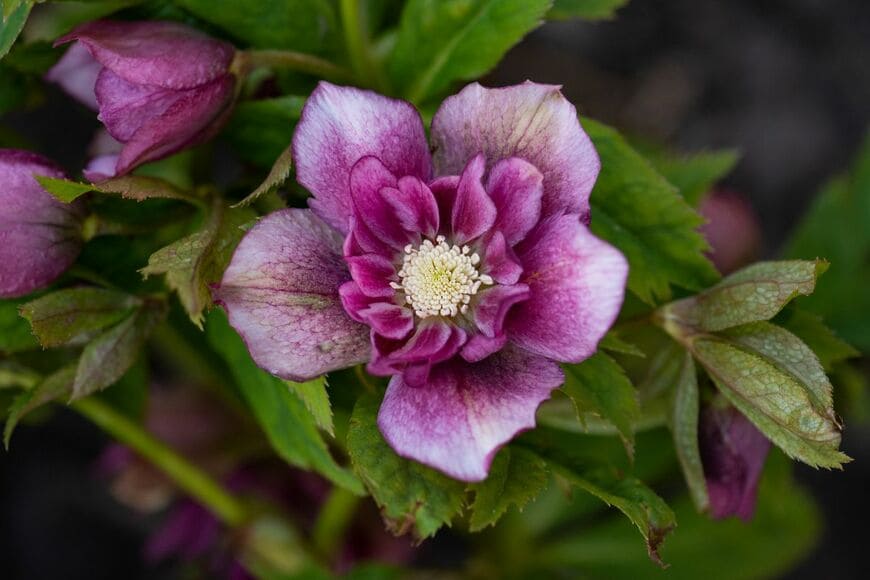 ワインレッドの花を咲かせている、半八重咲きのクリスマスローズ