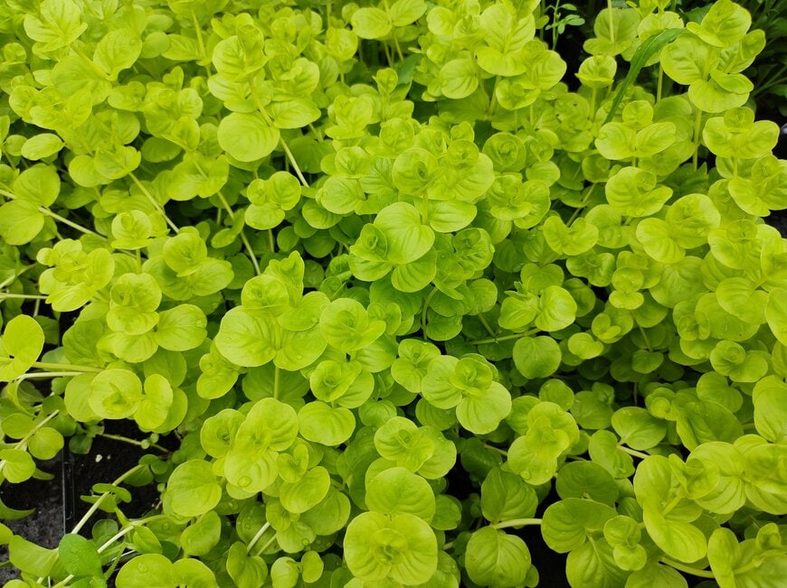 ライムグリーンの葉を広げている、リシマキア・ヌンムラリア・オーレア