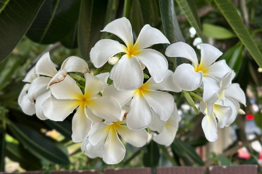 花びらは白く、花の中央が黄色い、プルメリアの花