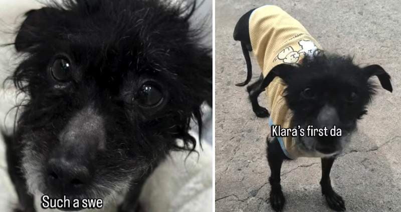 出所：<u><a href="https://www.instagram.com/p/DZHmb5-MAwn/" target="_blank">@savingharbindogs</a></u>