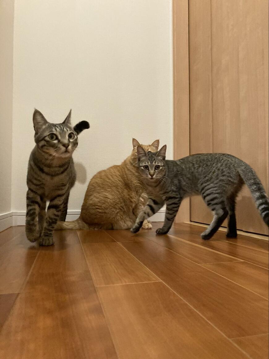3匹の猫