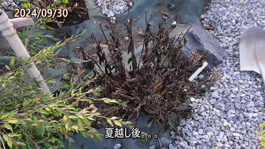 夏の暑さで枯れたアジサイ