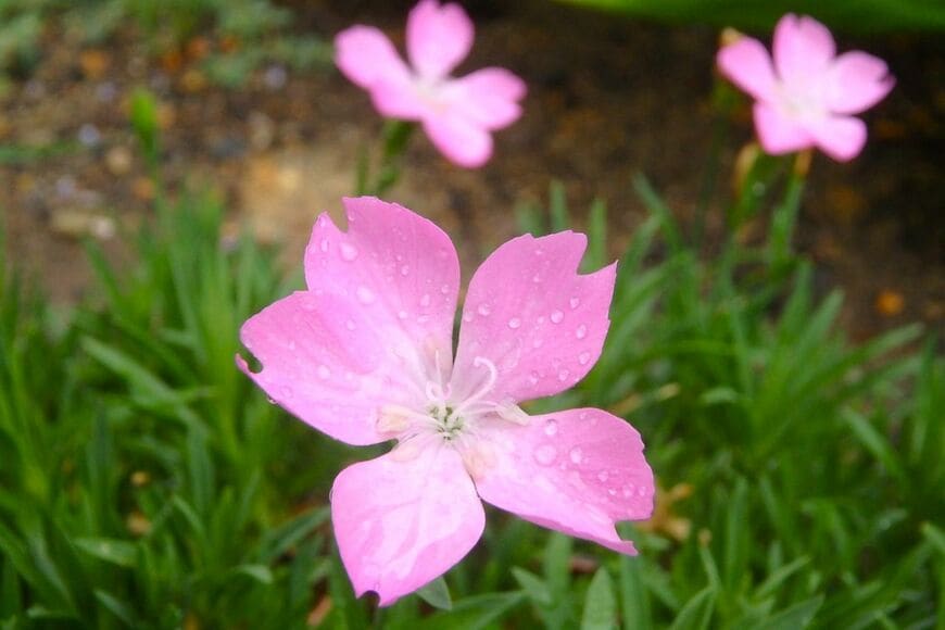 ピンクの花を咲かせている、ナデシコ さくら