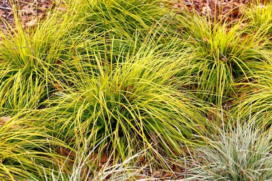 ライムグリーンや白い斑入りの葉を広げている、カレックス