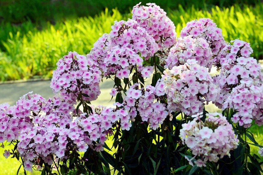 ピンク色の花を咲かせているフロックス