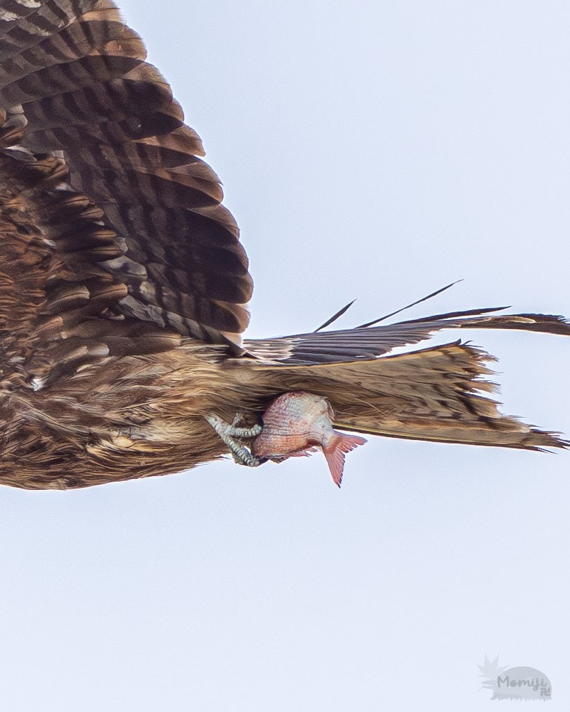 真鯛をつかむトビ