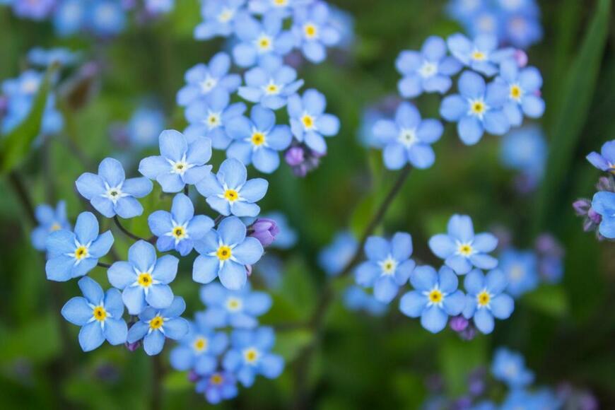 ワスレナグサの花。色は薄い青。