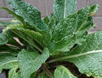 現実世界に存在する「マンドラゴラ」に思わず目を疑う　「根っこが見たい」「引き抜かないで！」と大興奮