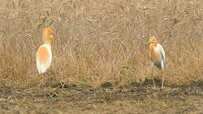 野鳥の意外な姿に癒やされる　農地で捉えられた「ガニ股で逃げるサギ」のユニークな瞬間