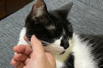 頭なでなでが大好きな猫さん　手を止めた瞬間の催促が可愛すぎる