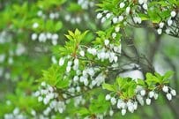 春に「白い花が咲く」落葉低木3選。憧れのホワイトガーデンで春らんまん！