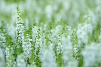 【ガーデニング】暑い夏は〈涼やかな草花12選〉で爽やか＆クールな庭や花壇に