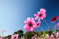 厚生年金にはない独自制度「寡婦年金」と「死亡一時金」寡婦年金はいくらもらえる？満額ベースで約5万円の計算式をみる