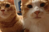 ニャンズ「ちゅーるくれや」2匹で何を訴えているの…？Twitterで話題の可愛い一コマが幸せをくれる