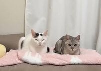 【驚き】仲良く並ぶ2匹の猫ちゃん…と思いきや！まさかの結末に飼い主さんもびっくり