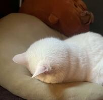 白猫の「ごめん寝」美しすぎる光景に7万いいね