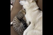 【4万バズ】ママのようなハスキー犬　保護猫との関係が心を打つ