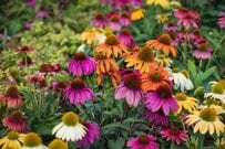 【宿根草ガーデニング】強い日差しに負けない！暑さに強い宿根草6選。毎年美しい花を楽しみたい人へ