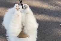 リードを自分で持ちたいワンコの姿が完全に人間だった