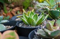 【ガーデニング】はじめるなら今！秋にお迎えしたい初心者にもオススメ〈多肉植物5選〉