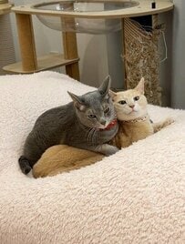ぴったり寄り添う2匹の猫→仲睦まじいと思いきや…予想外の展開に爆笑