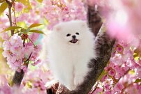 【厚生年金】「月14万円以上」もらえる人は日本で何パーセント？公的年金制度の仕組みとは