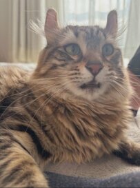 可愛い猫ちゃんのフレーメン反応！お手本みたいな「びっくり顔」普段はお兄ちゃんらしい一面も　