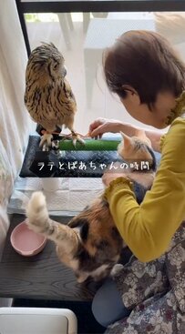 【おばあちゃんとフクロウ】大好きなおばあちゃんとの時間を、猫に邪魔されたフクロウさんの反応が話題