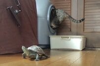 【猫のおトイレタイムを守る亀】健気なボディガードに称賛「仕事には妥協しない漢」