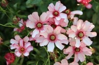 定番じゃないけど育ててみたい【冬のガーデニングを楽しむ】オシャレな多年草・一年草・低木おすすめ8選