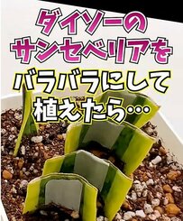 【驚きのビフォーアフター】ダイソーの110円観葉植物サンセベリア苗をバラバラにして植えたら…？