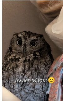 【ツンデレなフクロウ】クールに佇むところに飼い主さんが絡みにいくと…？