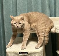 座り方が独特な猫→真剣にクラウチングスタートするかのような姿勢に笑ってしまう