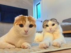 仲良し猫2匹の「暖のとり方」がややこしくて笑ってしまう　独特のフォーメーションにほっこり