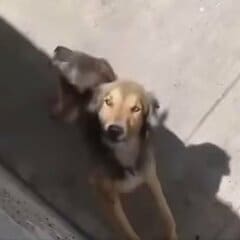 鍵がかかった庭に置き去りにされた犬を保護、180日後の見違えるような姿に感動広がる