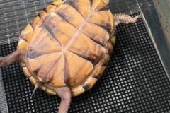 水槽の中でひっくり返るカメに違和感　あまりにも余裕すぎる表情に「ウケる」「見習いたい」