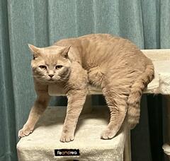 座り方が独特な猫→真剣にクラウチングスタートするかのような姿勢に笑ってしまう