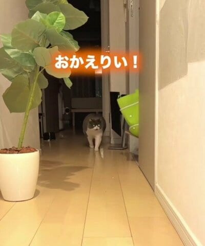 部屋の奥から走ってお出迎えするまるちゃん
